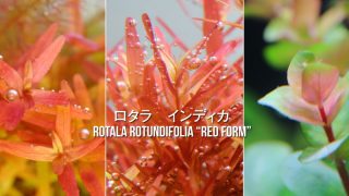 Thumbnail of post image 121
